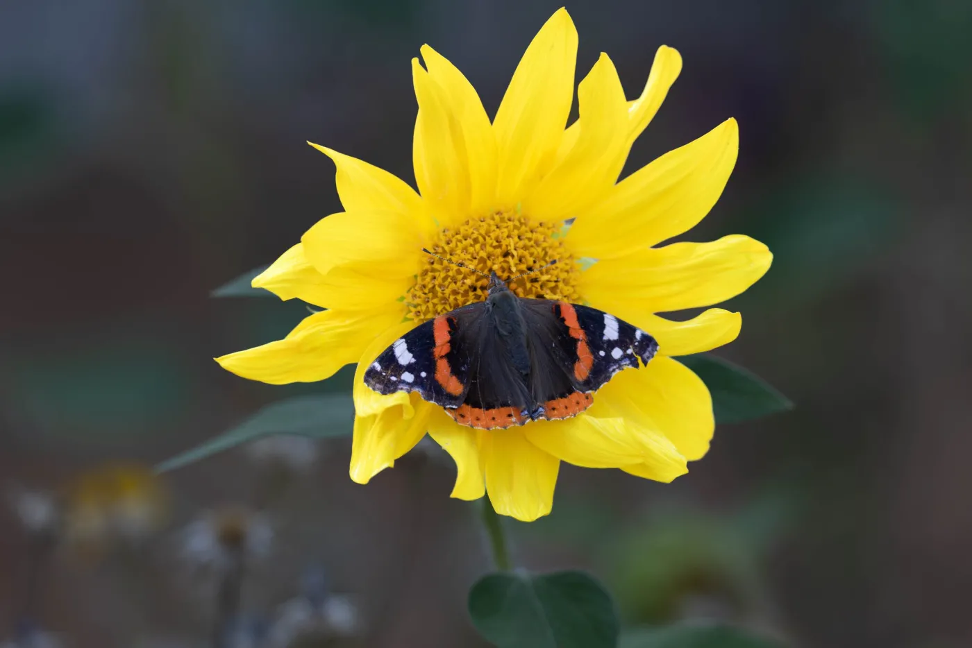 papillon