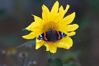 papillon