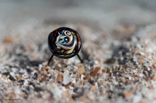 Capsule de bouteille