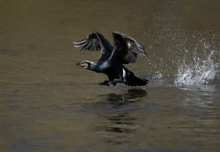 Grand cormorans