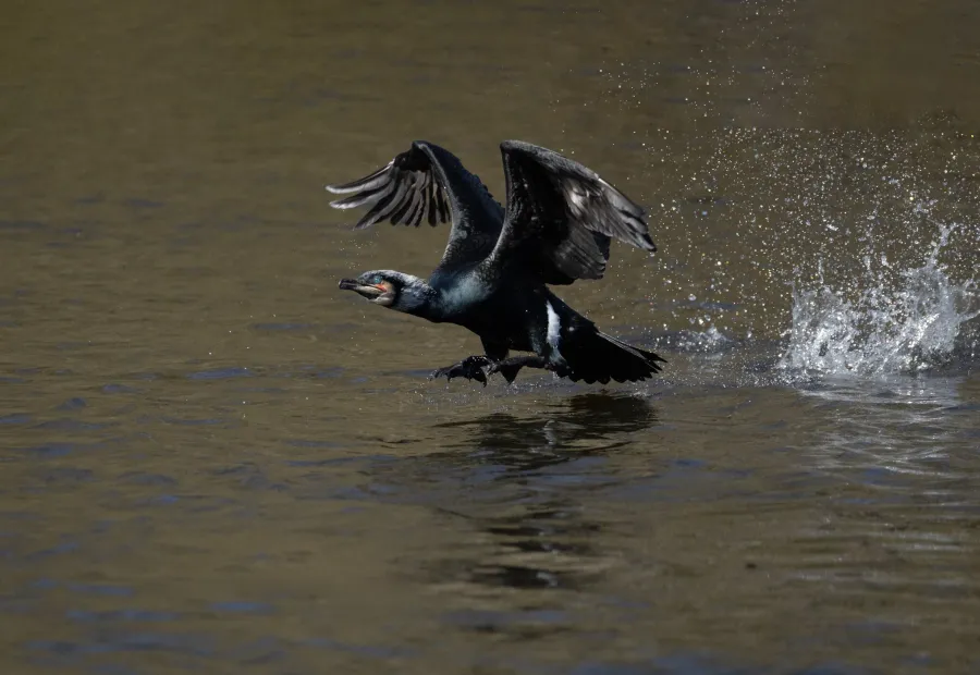 Grand cormorans