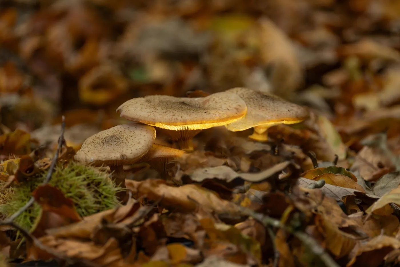 l"automne