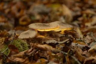 l"automne