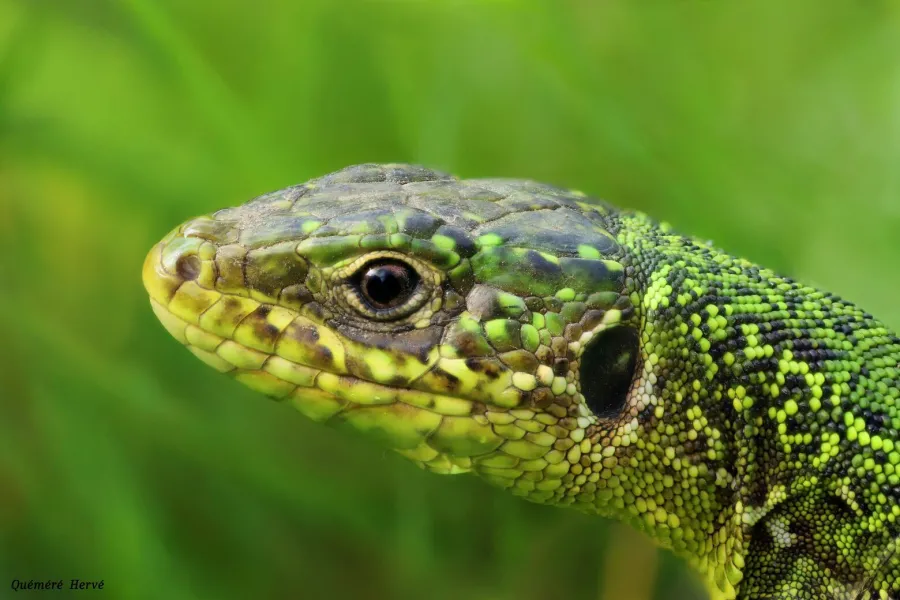 Lezard vert