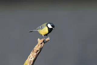Mésange charbonnière