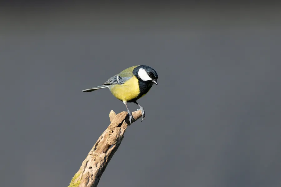 Mésange charbonnière