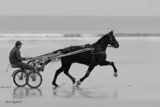 Balade à cheval à bord d'un sulky sur la plage