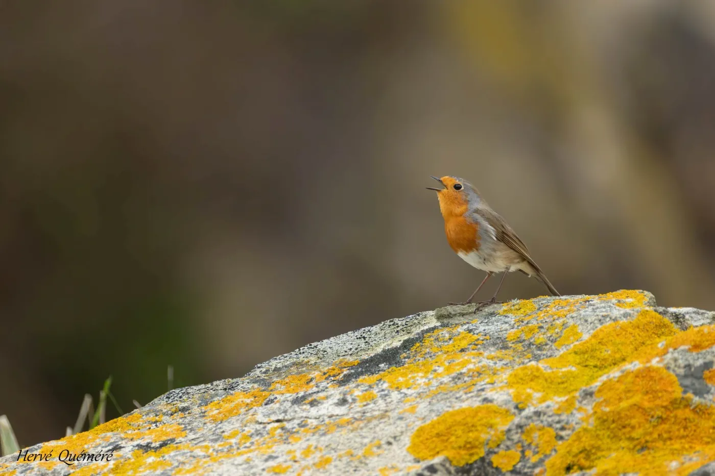 le rouge gorge