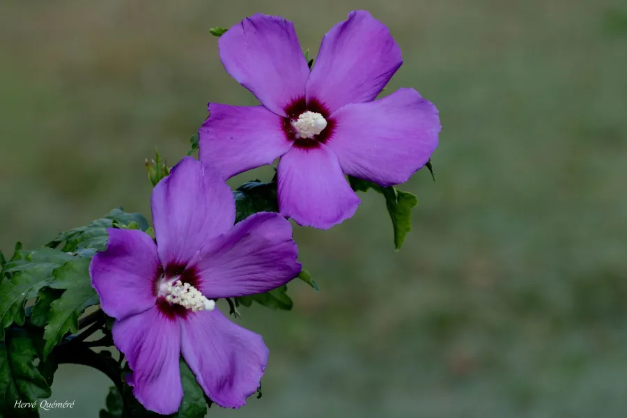Fleur Hibiscus