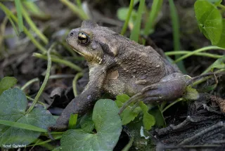 Crapaud épineux