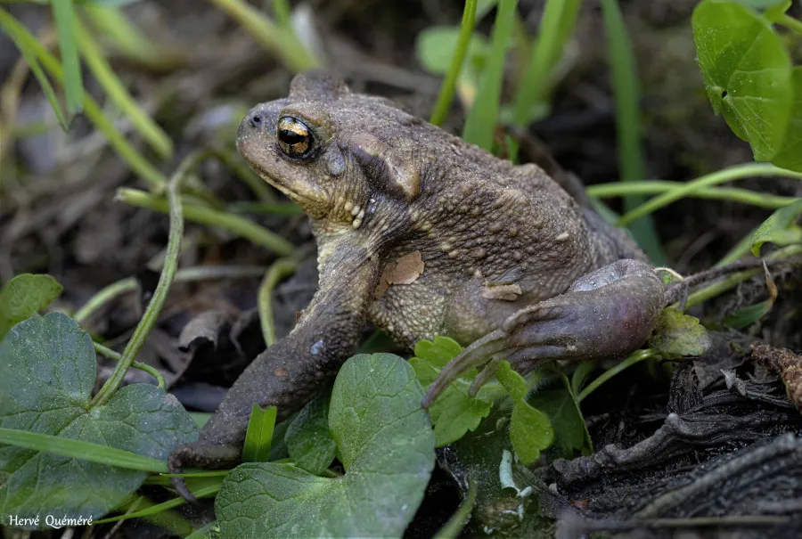 Crapaud épineux