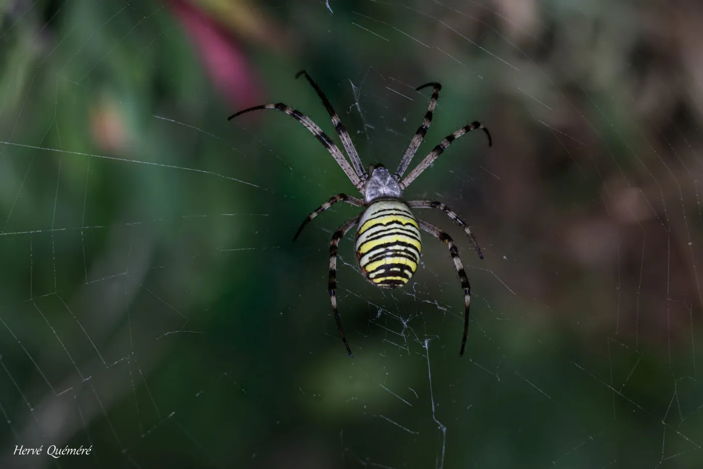 araignée  Argiope frelon,