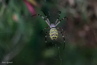 araignée  Argiope frelon,