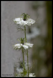 Nigelles de Damas