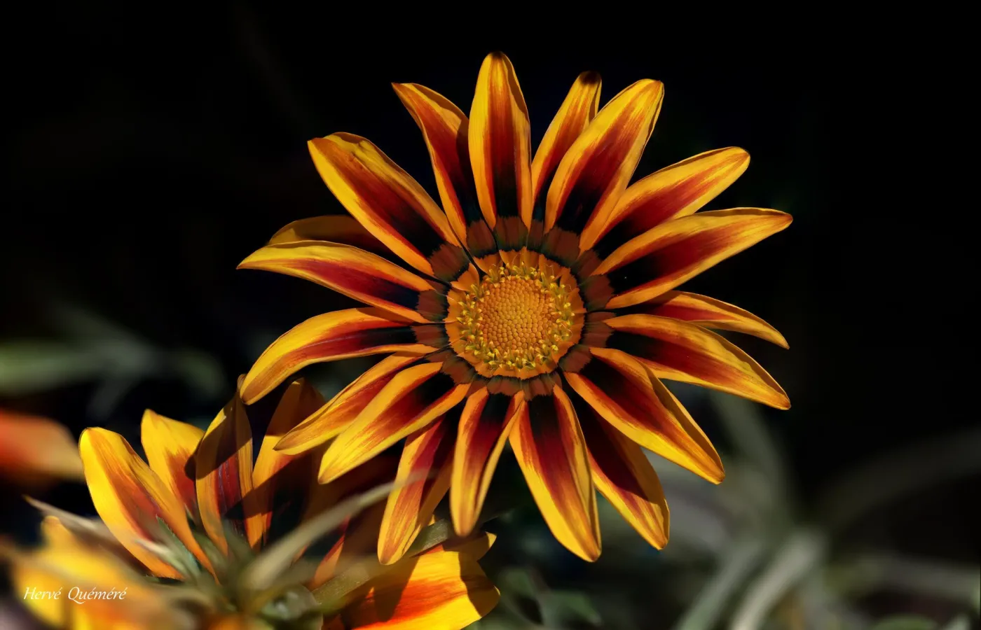 Gazania