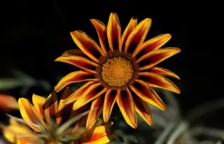 Gazania