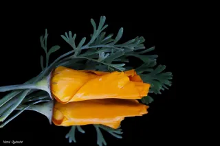 fleurs de pavot de CALIFORNIE ORANGE