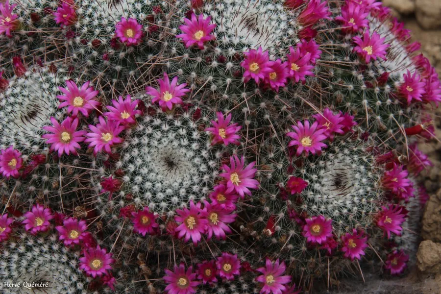 Cactus Mammillaria fleurs eclatantes