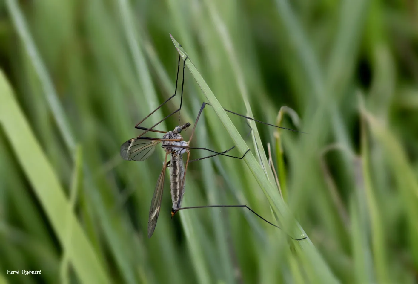 Le Tipule