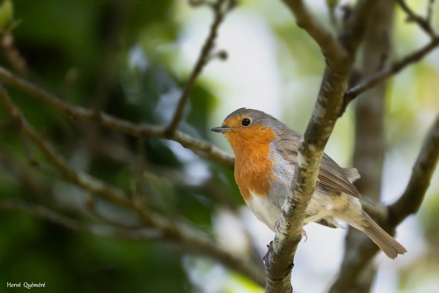 Rouge Gorge