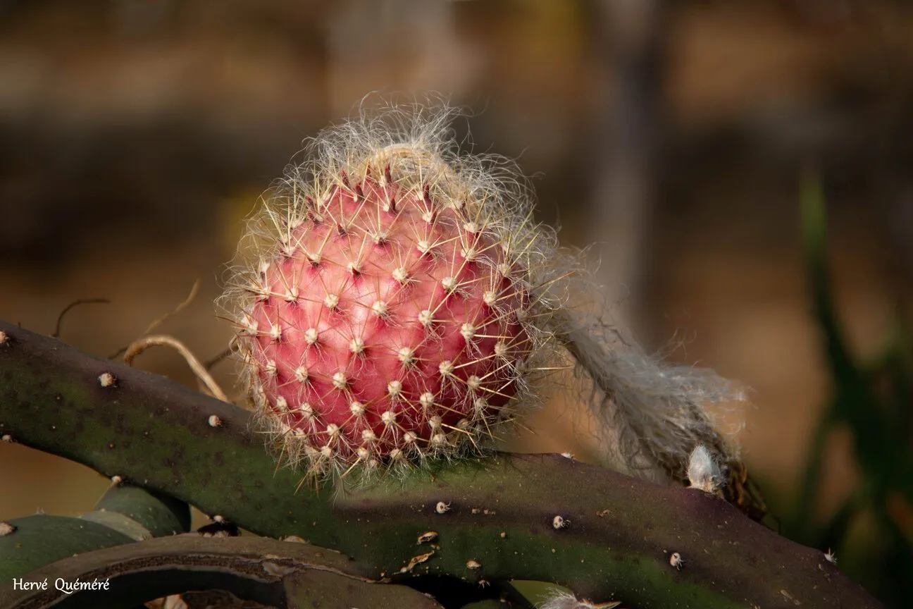 Figuier de Barbarie