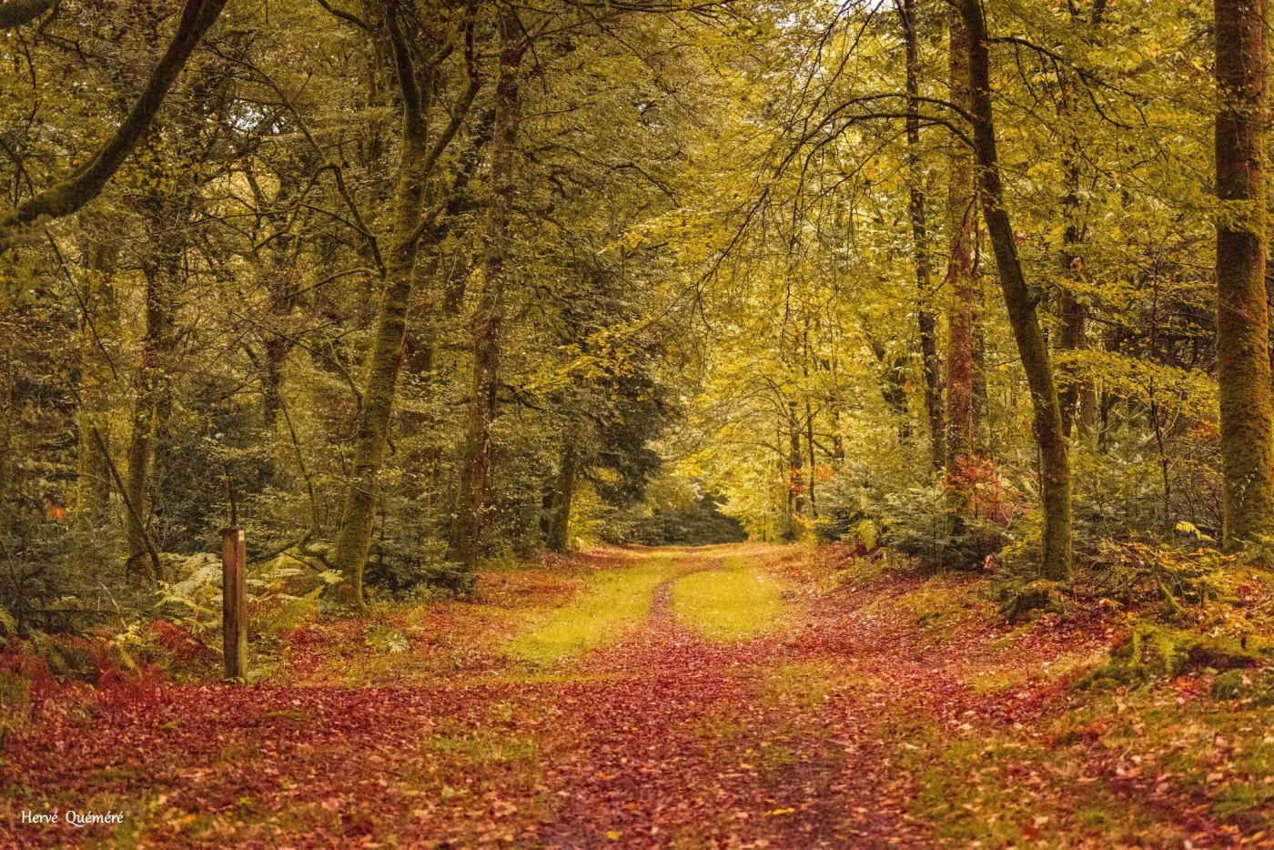 forêt