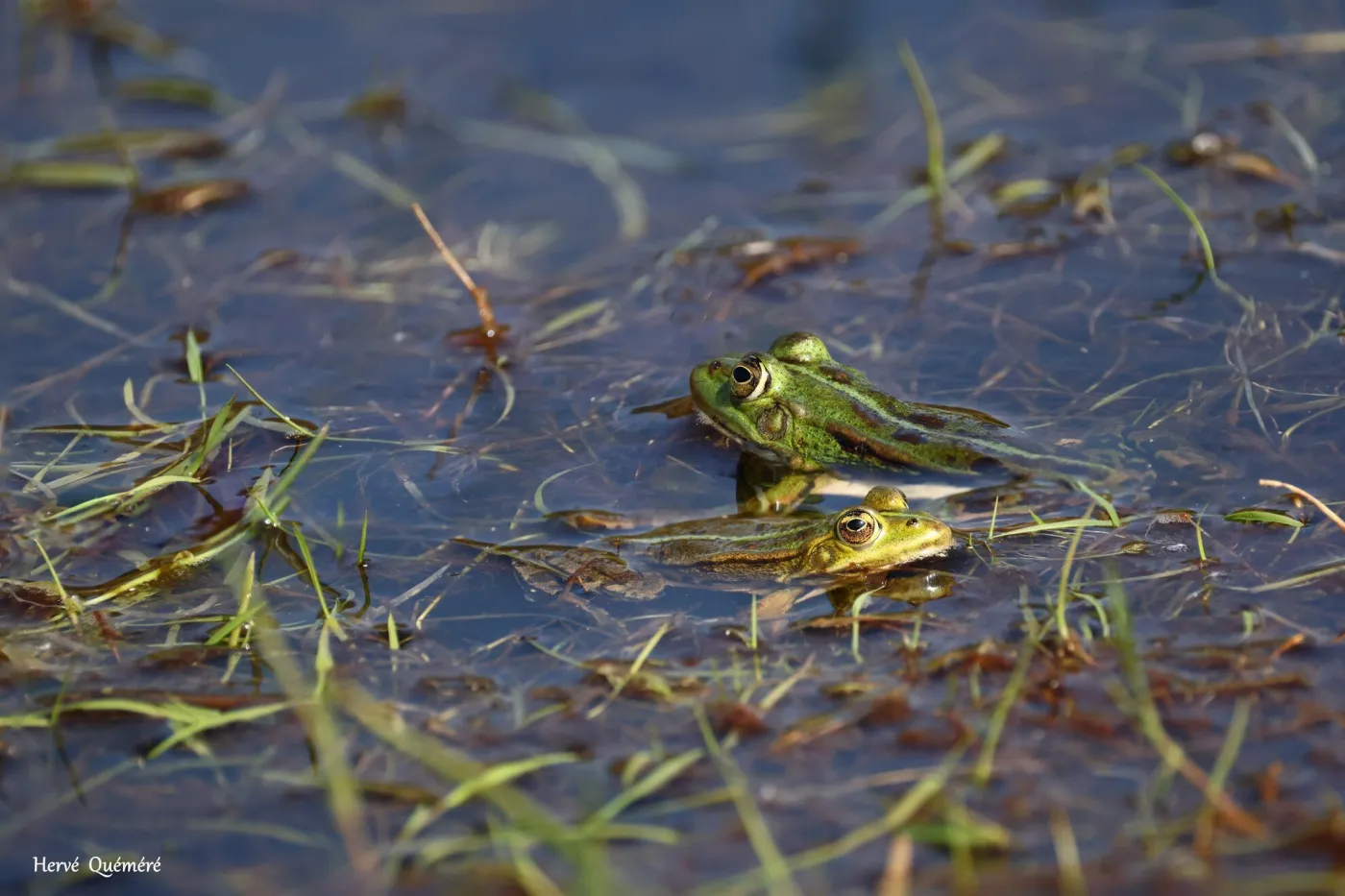 Grenouille verte