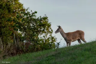 La biche