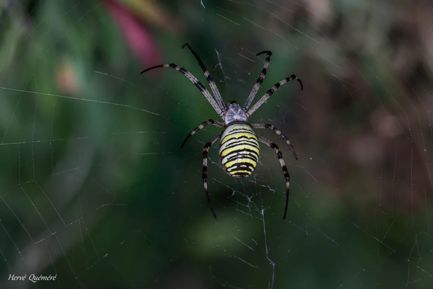 Araignée Argiope frelon